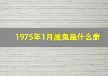 1975年1月属兔是什么命