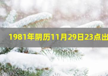 1981年阴历11月29日23点出生