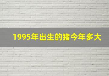 1995年出生的猪今年多大