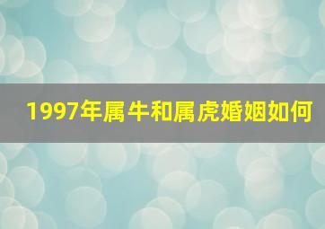 1997年属牛和属虎婚姻如何