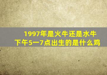 1997年是火牛还是水牛下午5一7点出生的是什么鸡