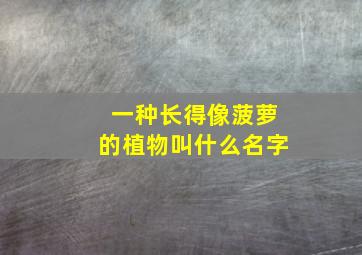 一种长得像菠萝的植物叫什么名字