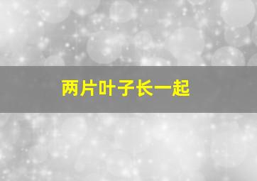 两片叶子长一起