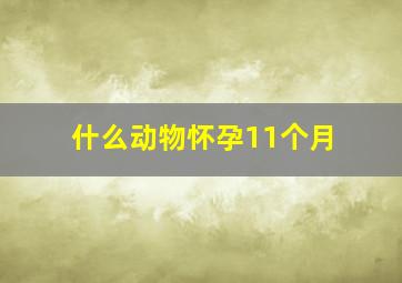 什么动物怀孕11个月