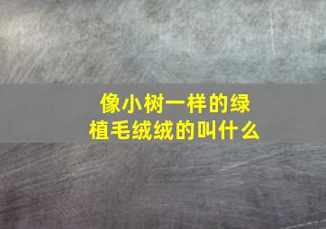 像小树一样的绿植毛绒绒的叫什么