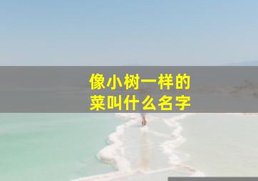 像小树一样的菜叫什么名字