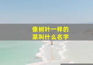 像树叶一样的菜叫什么名字