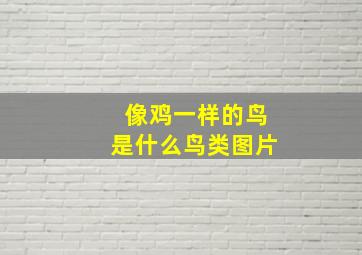 像鸡一样的鸟是什么鸟类图片