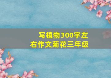 写植物300字左右作文菊花三年级