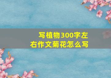 写植物300字左右作文菊花怎么写