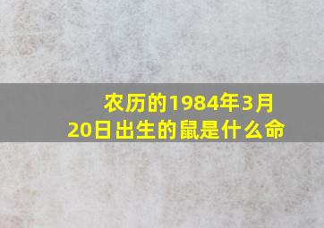 农历的1984年3月20日出生的鼠是什么命