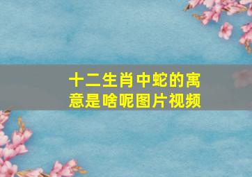 十二生肖中蛇的寓意是啥呢图片视频