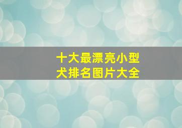 十大最漂亮小型犬排名图片大全