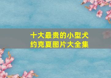 十大最贵的小型犬约克夏图片大全集