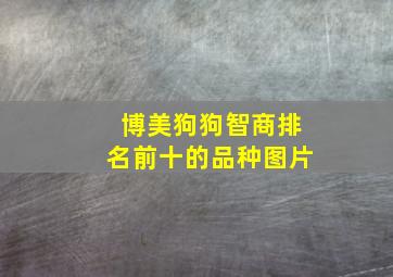 博美狗狗智商排名前十的品种图片