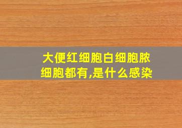 大便红细胞白细胞脓细胞都有,是什么感染