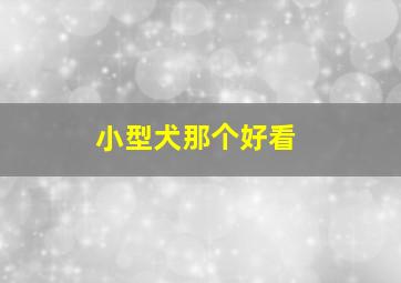 小型犬那个好看