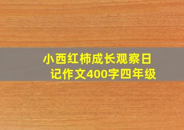 小西红柿成长观察日记作文400字四年级