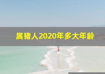 属猪人2020年多大年龄