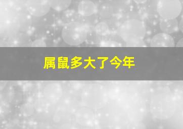 属鼠多大了今年