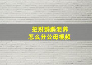 招财鹦鹉混养怎么分公母视频