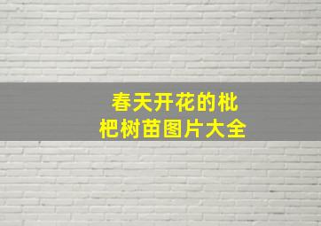 春天开花的枇杷树苗图片大全