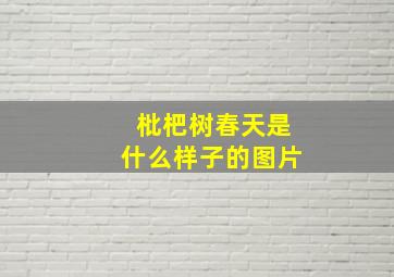 枇杷树春天是什么样子的图片