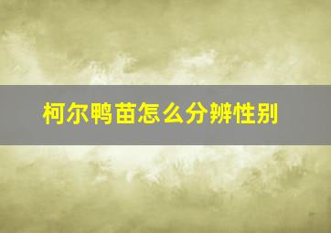 柯尔鸭苗怎么分辨性别