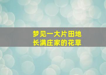 梦见一大片田地长满庄家的花草