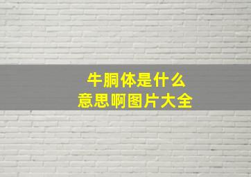 牛胴体是什么意思啊图片大全