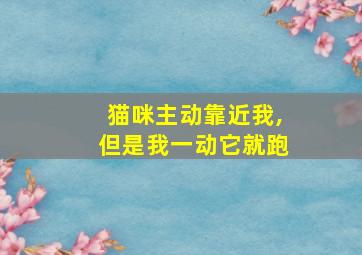 猫咪主动靠近我,但是我一动它就跑