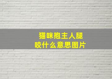 猫咪抱主人腿咬什么意思图片