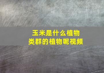 玉米是什么植物类群的植物呢视频