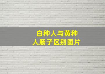 白种人与黄种人肠子区别图片