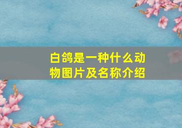 白鸽是一种什么动物图片及名称介绍