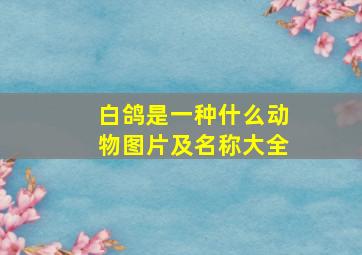 白鸽是一种什么动物图片及名称大全