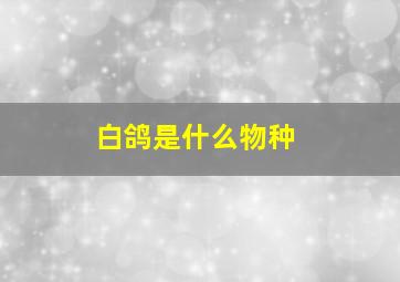 白鸽是什么物种