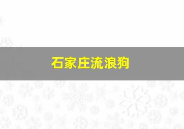 石家庄流浪狗