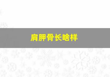 肩胛骨长啥样