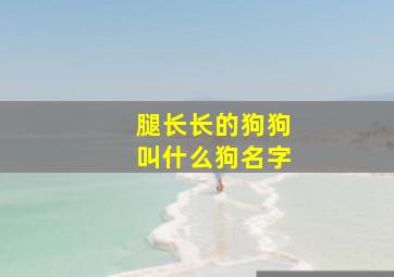 腿长长的狗狗叫什么狗名字