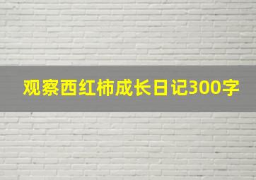 观察西红柿成长日记300字