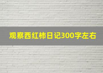 观察西红柿日记300字左右