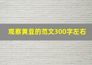 观察黄豆的范文300字左右