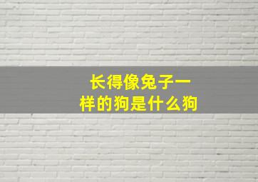 长得像兔子一样的狗是什么狗