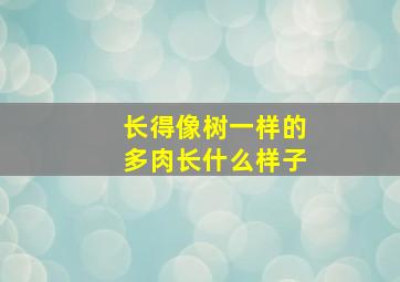 长得像树一样的多肉长什么样子