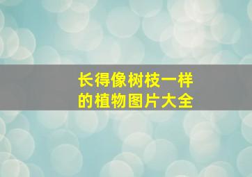 长得像树枝一样的植物图片大全