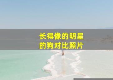 长得像的明星的狗对比照片