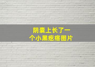 阴囊上长了一个小黑疙瘩图片