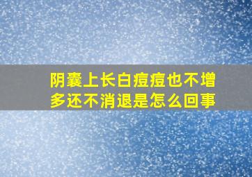 阴囊上长白痘痘也不增多还不消退是怎么回事