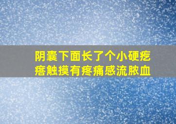 阴囊下面长了个小硬疙瘩触摸有疼痛感流脓血